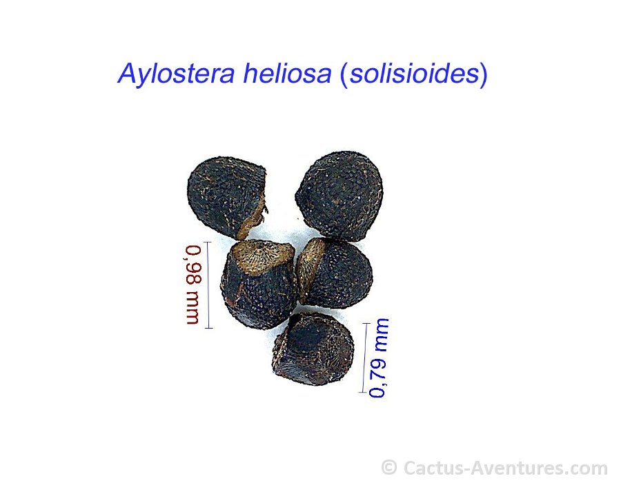 Aylostera heliosa solisioides HW